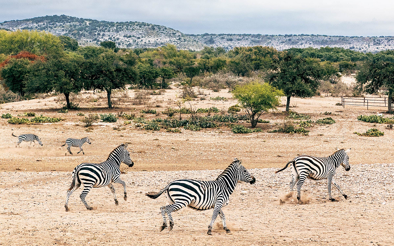 Ngựa vằn ở Texas phát triển rất mạnh, bởi nhiệt độ và môi trường ở Texas tương tự như ở châu Phi, khiến chúng sinh sản mạnh và rất khỏe.