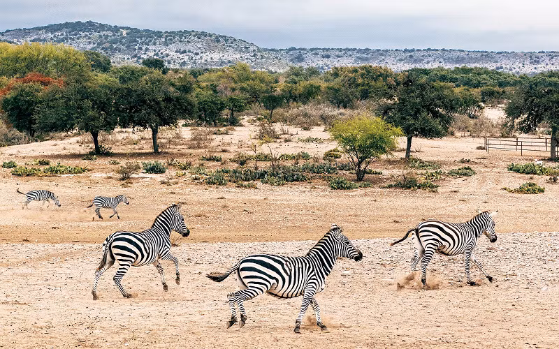 Ngựa vằn ở Texas phát triển rất mạnh, bởi nhiệt độ và môi trường ở Texas tương tự như ở châu Phi, khiến chúng sinh sản mạnh và rất khỏe.
