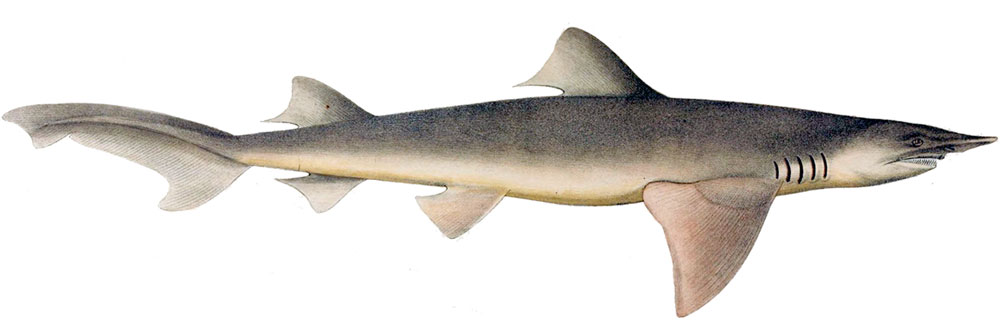 Mặc dù thuộc họ nhà cá mập song cá mập sông lại dường như vô hại với con người. Ngoài ra, chính hoạt động đánh bắt cá, nạn ô nhiễm môi trường và sự phát triển nhanh chóng của con người đang đe dọa nghiêm trọng tới cuộc sống của 5 loài cá mập thuộc họ Glyphis.