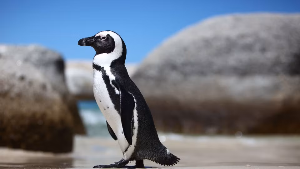 2. Chim cánh cụt: Không chỉ sinh sống ở Nam Cực, nơi băng tuyết bao phủ với nhiệt độ trung bình hàng năm thấp nhất Trái Đất, chim cánh cụt vẫn có thể tồn tại trên một số vùng đất thuộc châu Phi.