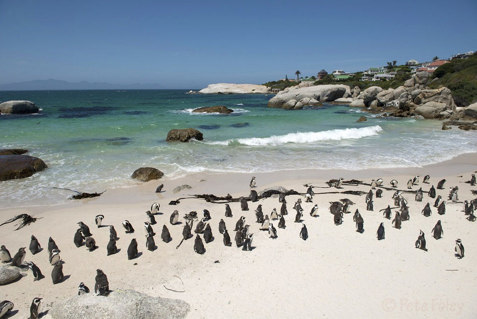 Chim cánh cụt châu Phi có kích thước trung bình giống các loài khác cùng chi. Mỏ dày và đen, có đốm trắng trên đầu. Ngực có sọc đen hình móng ngựa kéo dài xuống chân. Phần còn lại có màu trắng với những đốm xám nhỏ ngẫu nhiên.