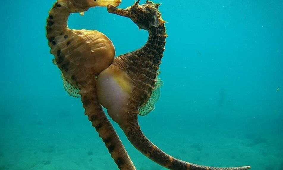 “Cá ngựa đực là những ông bố tuyệt vời”, tiến sĩ Mark Pagel, một nhà nghiên cứu về sinh vật học tiến hóa tại trường Đại học Reading (Anh).