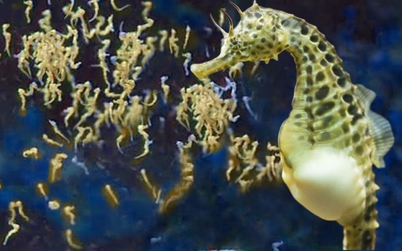 Cá ngựa đực có thể mang được 2.000 trứng trong suốt 10 đến 25 ngày trước khi những quả trứng này nở thành cá ngựa con.