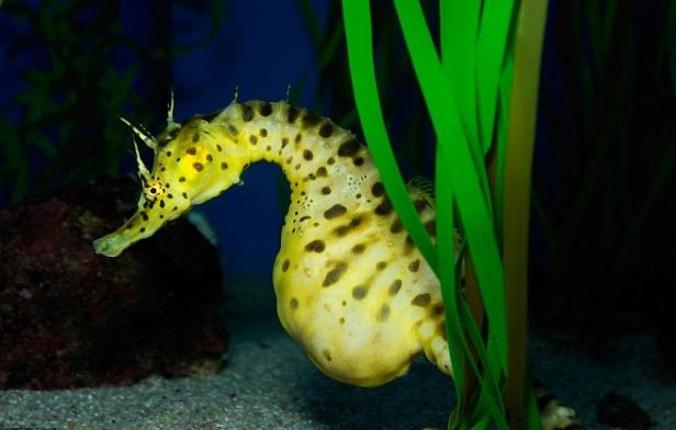 1. Cá ngựa là một ông bố vĩ đại trong thế giới động vật khi là một trong số những loài cá mà con đực phải mang bầu.