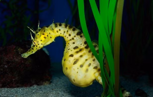 Than phuc nhung “ong bo” vi dai nhat trong the gioi dong vat