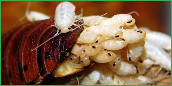 3. Gián: Gián là một loài côn trùng bạn có thể ghét cay ghét đắng, nhưng các con gián đực lại là những ông bố vĩ đại nhất trong thế giới động vật. Gián bố thường giúp đỡ gián mẹ chăm sóc và nuôi dưỡng gián con.