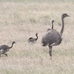 Thường thì trứng sẽ nở sau khoảng ba ngày ấp. Như vậy, với loài đà điểu Nam Mỹ, con đực đã đảm nhiệm hết vai trò của con cái trong việc nuôi dưỡng thế hệ tương lai.