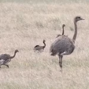 Thường thì trứng sẽ nở sau khoảng ba ngày ấp. Như vậy, với loài đà điểu Nam Mỹ, con đực đã đảm nhiệm hết vai trò của con cái trong việc nuôi dưỡng thế hệ tương lai.