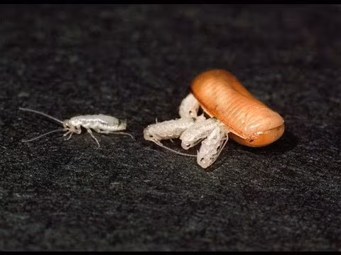 Ngoài ra, gián đực cũng được giao nhiệm vụ dọn vệ sinh tổ và bảo vệ gia đình.