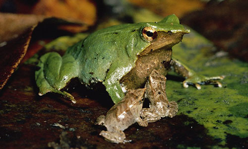 4. Ếch Darwin: Khi sinh sản, ếch cái sẽ đẻ trung bình khoảng 40 trứng xuống thềm lá ẩm của rừng. Ếch đực sẽ ở bên canh gác cho đến khi phôi thai thành hình, khoảng 3-4 tuần. Sau đó, nó sẽ nuốt các phôi này vào trong chiếc túi đặc biệt nằm trong thanh quản. Sau ba ngày, nòng nọc thành hình.