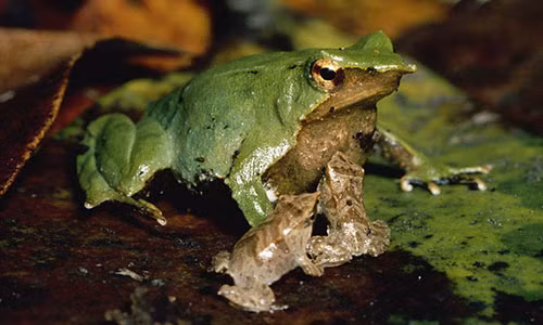 4. Ếch Darwin: Khi sinh sản, ếch cái sẽ đẻ trung bình khoảng 40 trứng xuống thềm lá ẩm của rừng. Ếch đực sẽ ở bên canh gác cho đến khi phôi thai thành hình, khoảng 3-4 tuần. Sau đó, nó sẽ nuốt các phôi này vào trong chiếc túi đặc biệt nằm trong thanh quản. Sau ba ngày, nòng nọc thành hình.