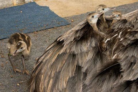 2. Đà điểu Nam Mỹ: Ở loài đà điểu này, mỗi con đực thường có từ hai đến mười hai bà vợ, nói vui là chúng sinh hoạt theo chế độ một chồng nhiều vợ.