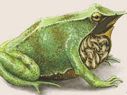 Ếch đực tiếp tục giữ nòng nọc con trong túi cho đến khi chúng phát triển hoàn toàn, tức là trở thành một chú ếch con khỏe mạnh. Trong thời gian ở trong túi, nòng nọc sẽ được nuôi dưỡng bằng chất dinh dưỡng được tiết ra từ thành túi. Sau khi ếch con đã đủ sức tự lập, ếch bố sẽ "khạc" chúng ra qua đường miệng.