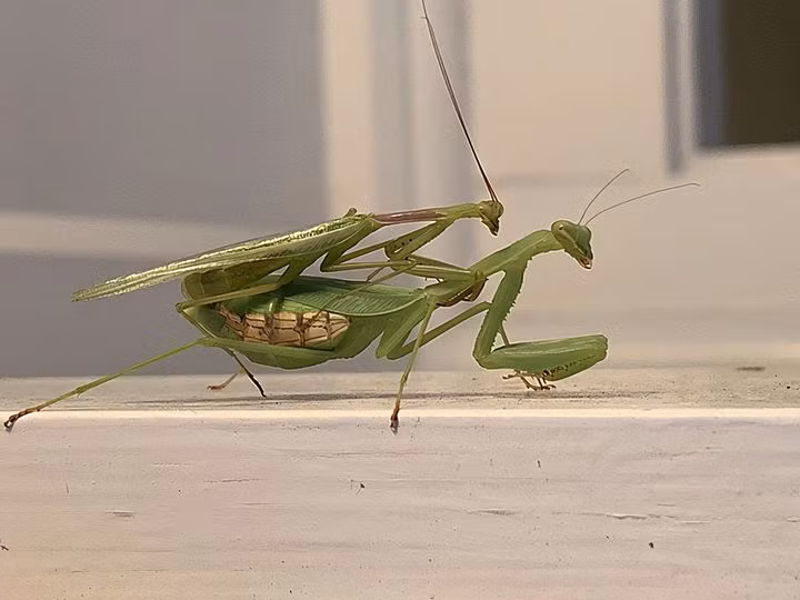 Khi quá trình này kết thúc, cá thể cái cắn nát đầu con đực rồi tìm chỗ đẻ trứng. Và sau khi đẻ trứng, bọ ngựa cái cũng sớm chết.