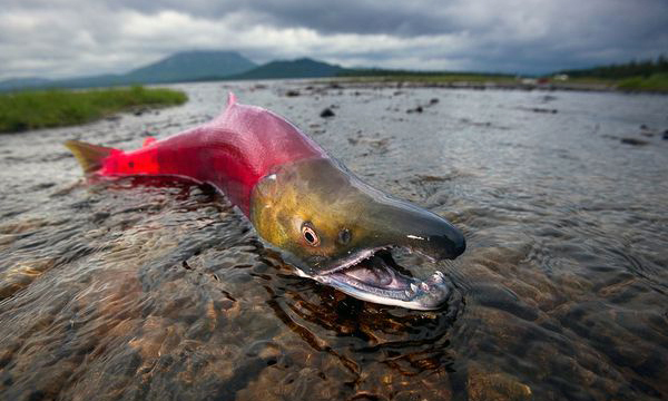 2. Cá hồi: Cá hồi cái thường tìm một chỗ cát dưới đáy sông để đẻ khoảng 3.500 quả trứng rồi vùi kín bằng cát sỏi.