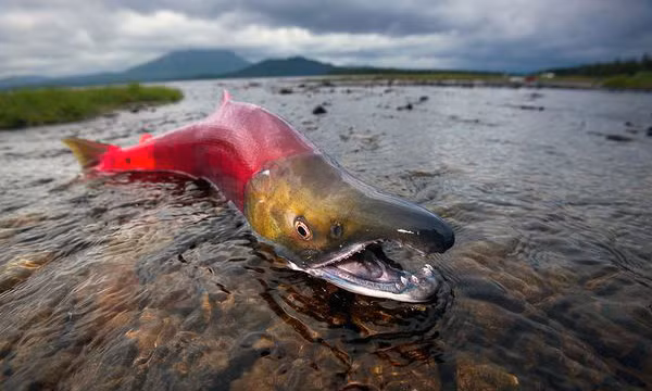 2. Cá hồi: Cá hồi cái thường tìm một chỗ cát dưới đáy sông để đẻ khoảng 3.500 quả trứng rồi vùi kín bằng cát sỏi.