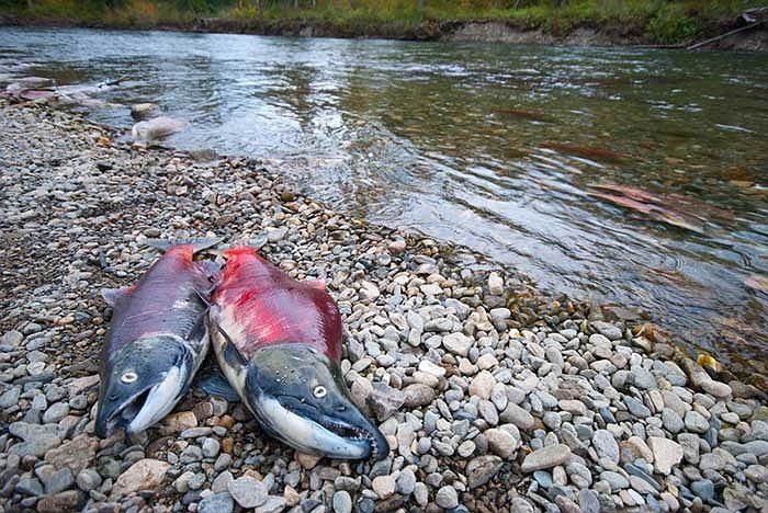 Trong suốt quá trình di cư và sinh sản, loài động vật này không hề ăn uống và hậu quả là ngay khi giao phối và đẻ trứng, trong vòng 10 ngày sau đó chúng sẽ chuyển thành màu xám rồi chết vì kiệt sức.