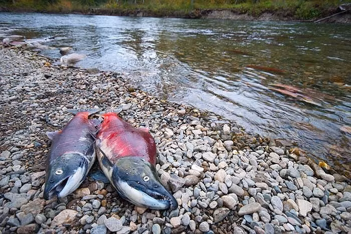 Trong suốt quá trình di cư và sinh sản, loài động vật này không hề ăn uống và hậu quả là ngay khi giao phối và đẻ trứng, trong vòng 10 ngày sau đó chúng sẽ chuyển thành màu xám rồi chết vì kiệt sức.