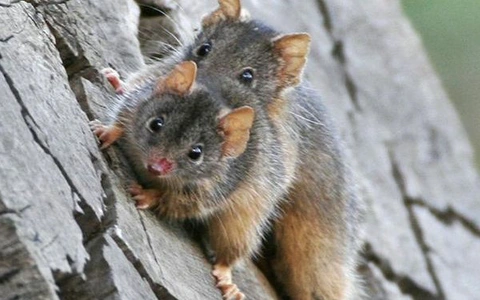 Dù nhỏ bé nhưng thú túi Antechinus lại có thể thực hiện những cuộc giao phối kéo dài tới 14 giờ. Tuy nhiên, sau đó, tinh trùng của con đực cuối cùng cũng bị cạn kiệt và cái kết của chúng khiến nhiều người bất ngờ.