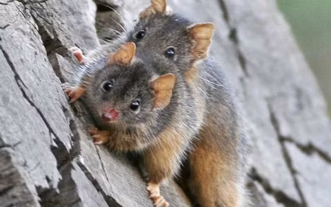Dù nhỏ bé nhưng thú túi Antechinus lại có thể thực hiện những cuộc giao phối kéo dài tới 14 giờ. Tuy nhiên, sau đó, tinh trùng của con đực cuối cùng cũng bị cạn kiệt và cái kết của chúng khiến nhiều người bất ngờ.