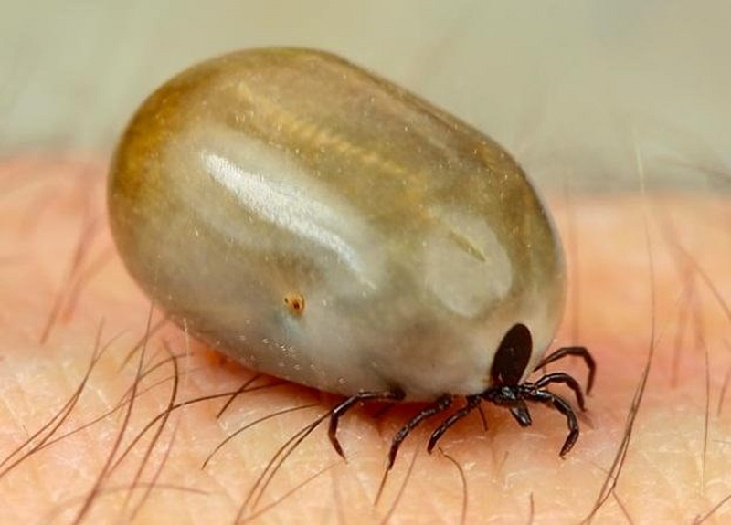 4. Bọ ve: Dù đã lấp đầy máu vật chủ khoảng 24 giờ trước khi giao phối nhưng bọ ve cái vẫn chết sau khi đẻ trứng vì đói do nó phải canh chừng trứng. Đây là thuộc tính di truyền chung của nhiều loài côn trùng.