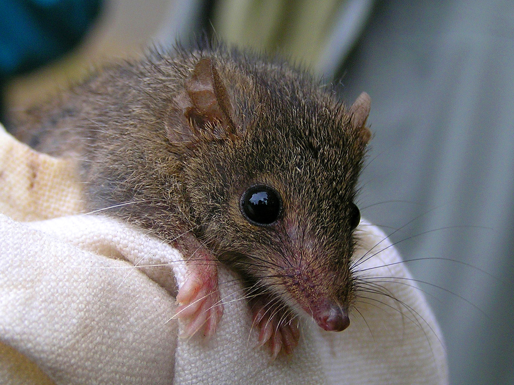 6. Thú túi Antechinus: Thú túi Antechinus đực chỉ có khoảng thời gian ngắn để giao phối trước khi cơ thể của nó ngừng sản xuất tinh trùng.