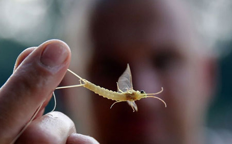 5. Phù du: Những con phù du cái sẽ bay từ 1-3km trước khi đẻ trứng xuống sông, sau đó trứng chìm xuống và nở thành ấu trùng còn phù du mẹ thì từ giã cõi đời.