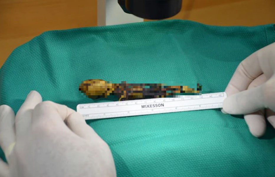 Sọ não có tỉ lệ rất lớn chứng tỏ đây là một loài vật khá thông minh.