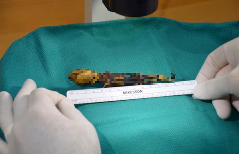 Sọ não có tỉ lệ rất lớn chứng tỏ đây là một loài vật khá thông minh.