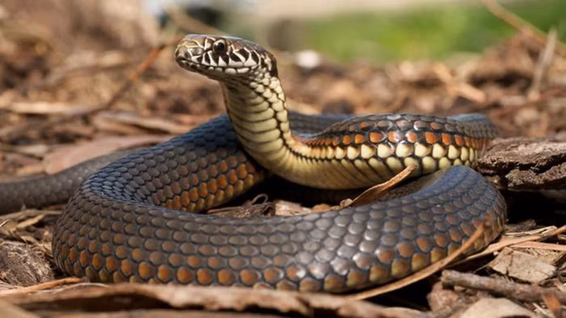 Trong các khu lăng mộ của người Ai Cập thời cổ đại, một loại bẫy nguy hiểm được thiết kế để ngăn chặn những kẻ xâm nhập là bẫy rắn.