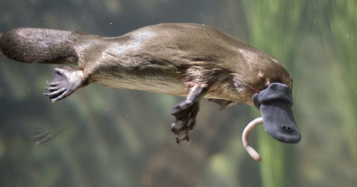 Đại diện là thú mỏ vịt sống ở châu Đại Dương, có mỏ giống mỏ vịt, sống vừa ở nước ngọt vừa ở cạn. Thú cái có tuyến sữa nhưng chưa có vú.