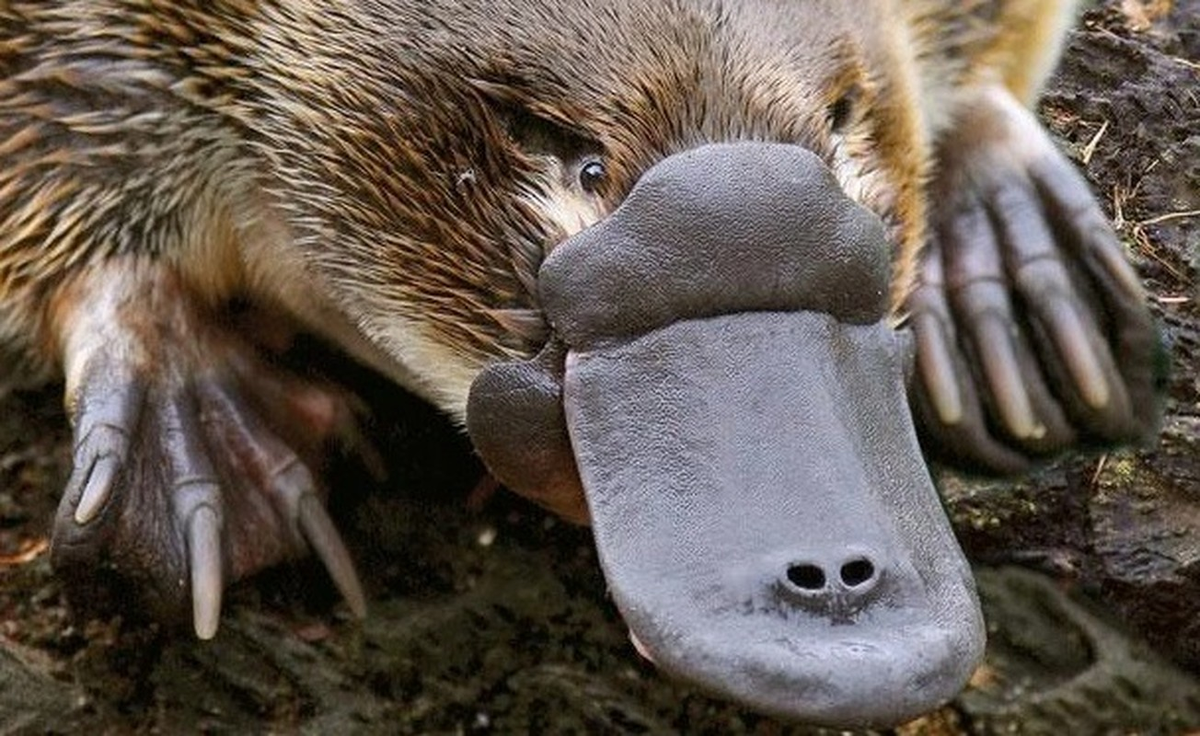 Trong số những loài còn sinh tồn bao gồm cả thú mỏ vịt (platypus) và 4 loài thú lông nhím; có sự tranh cãi về phân loại học của chúng.