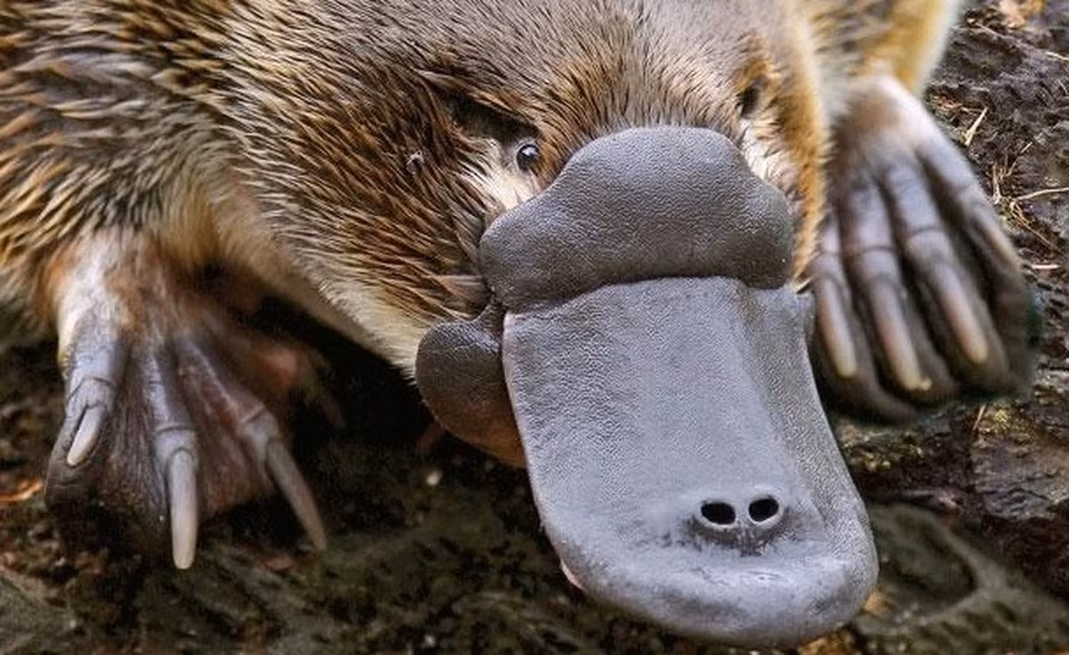 Trong số những loài còn sinh tồn bao gồm cả thú mỏ vịt (platypus) và 4 loài thú lông nhím; có sự tranh cãi về phân loại học của chúng.