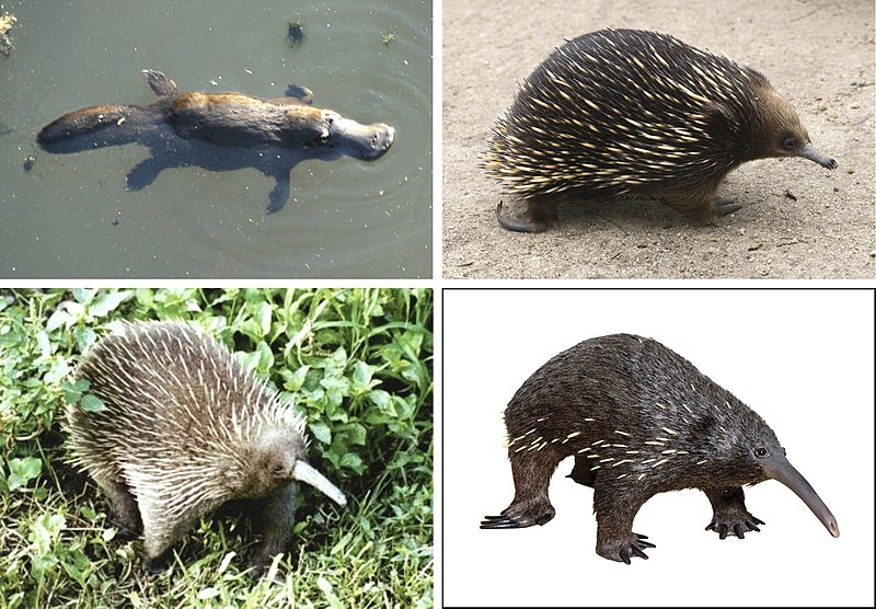 Động vật đơn huyệt dùng để chỉ những loài động vật có vú đẻ trứng (Prototheria) thay vì sinh con như thú có túi (Metatheria) và Eutheria.