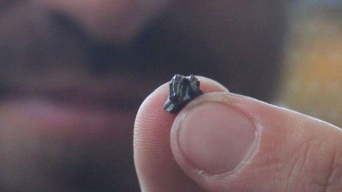 Răng hàm dưới thứ hai của Patagorhynchus pascuali được thu thập từ địa điểm Hang Puma thuộc Hệ tầng Chorrillo, được cắt ra ở tỉnh Santa Cruz, Patagonia, Argentina.