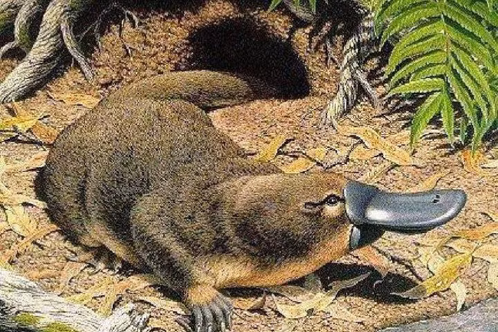 Thú mỏ vịt con sau khi sinh sẽ ép mỏ vào bụng thú mẹ cho sữa chảy ra. Sau đó chúng liếm lông, lấy sữa vào mỏ. Thú mỏ vịt con bơi theo mẹ, uống sữa do thú mẹ tiết ra hòa lẫn với dòng nước.