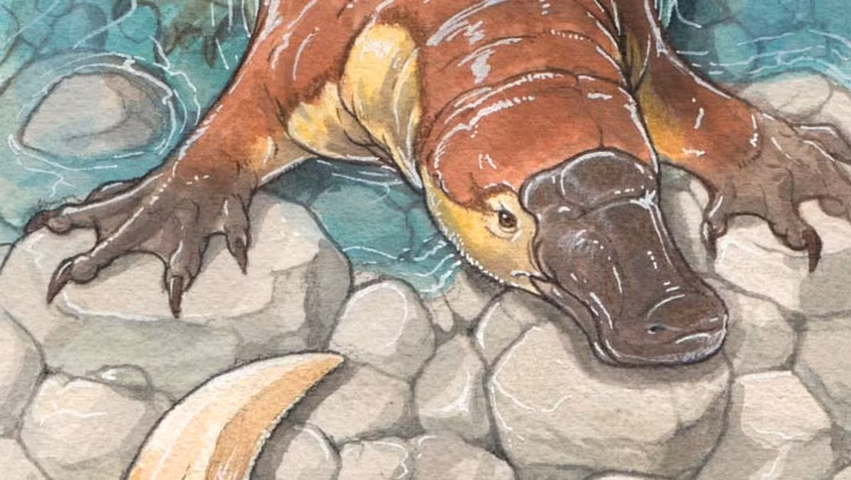 Patagorhynchus pascuali thuộc về bộ Monotremata (bộ Đơn huyệt), một nhóm động vật có vú đẻ trứng, đại diện là thú mỏ vịt và thú lông nhím ngày nay, là loài đặc hữu của Úc và các đảo lân cận.