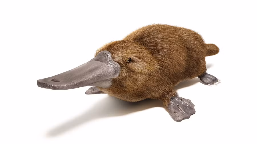 Thú mỏ vịt có mỏ dẹp, bộ lông rậm, mịn, không thấm nước, chân có màng bơi. Đẻ trứng xong, trứng thú mỏ vịt sẽ được đặt trong tổ làm bằng lá cây mục.