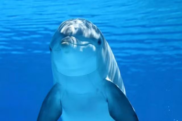 1. Não bộ của cá heo lớn hơn cả người: Cá heo có khả năng nhận biết, ghi nhớ và giải quyết vấn đề, có bộ não thông minh gần nhất với trí thông minh của con người so với tất cả các loài trong thế giới động vật. Vỏ não của cá heo khá phức tạp.