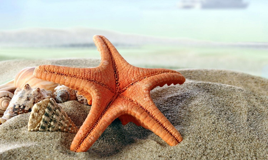 Ví dụ như sao biển và hải sâm có cấu trúc thần kinh cơ bản, nhưng những cấu trúc đó không phải là não thật. Chúng hoạt động hoàn toàn theo bản năng mà không có bất kỳ suy nghĩ nào có thể nhận biết được.