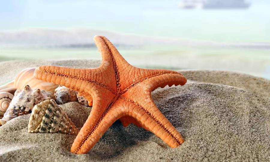 Ví dụ như sao biển và hải sâm có cấu trúc thần kinh cơ bản, nhưng những cấu trúc đó không phải là não thật. Chúng hoạt động hoàn toàn theo bản năng mà không có bất kỳ suy nghĩ nào có thể nhận biết được.