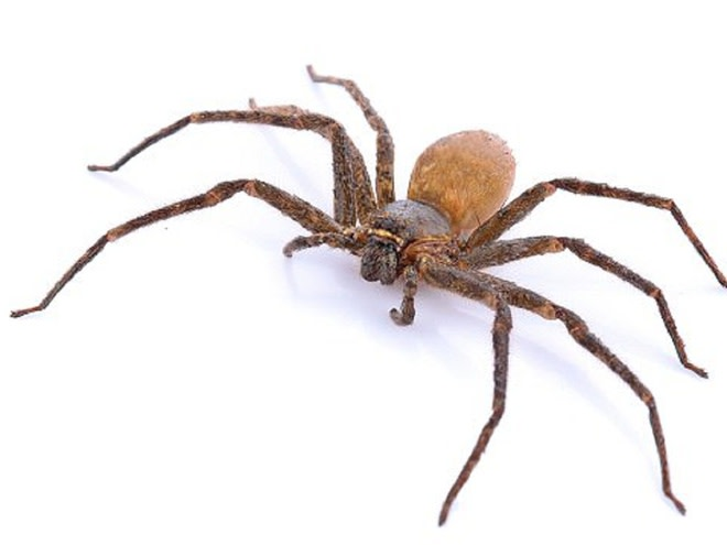 4. Não dưới chân: Là loài vật sở hữu bộ não không bình thường trên thế giới, một số loài nhện có bộ não trong khoang đầu như chúng ta biết. Nhưng khi chúng có xu hướng giảm kích thước thì não lại không giảm tương ứng nên bị nhồi nhét trong một không gian quá nhỏ.