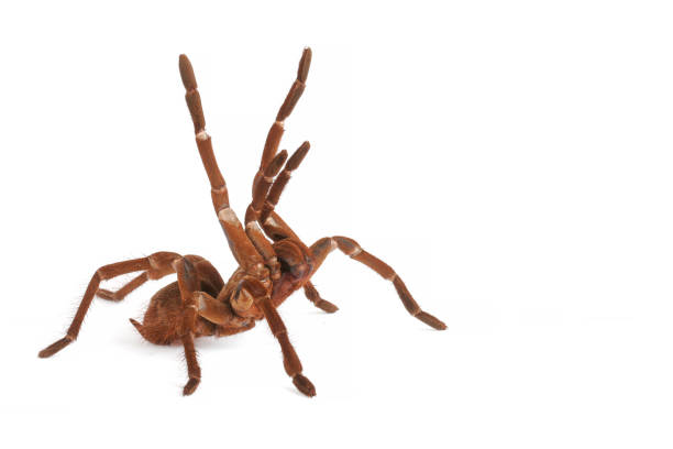 Do đó, nhện điều chỉnh bằng cách cho não tràn sang các khoang cơ thể và chân khác. Một số thậm chí còn phát triển những chỗ lồi lõm nhỏ ở chân để tạo thêm không gian cho não. Bộ não tương đối lớn của chúng rất cần thiết cho các kỹ thuật săn mồi tiên tiến và xây dựng mạng nhện.