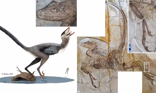 Sự kiện này còn liên quan đến ranh giới địa chất giữa kỷ Phấn Trắng và kỷ Cổ Cận, đó là một dải trầm tích mỏng được tìm thấy ở nhiều nơi trên thế giới. Sự kiện này đánh dấu sự kết thúc của đại Trung Sinh và bắt đầu đại Tân Sinh.