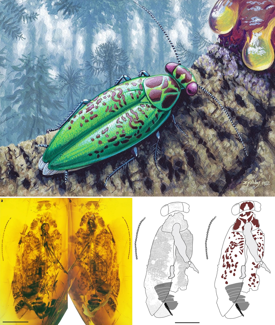 Và nó cũng là họ duy nhất đã vượt qua đại tuyệt chủng cuối kỷ Phấn Trắng sau đó, được kích hoạt bởi thiên thạch giết khủng long Chicxulub.