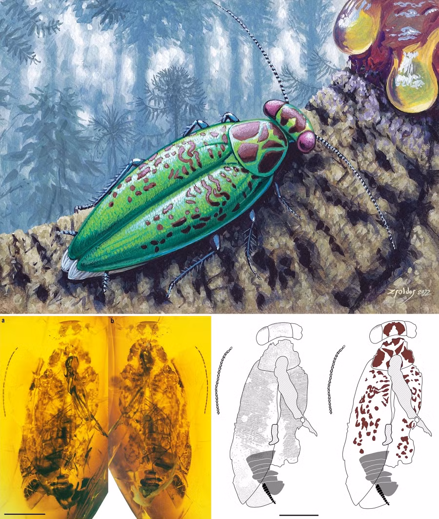 Và nó cũng là họ duy nhất đã vượt qua đại tuyệt chủng cuối kỷ Phấn Trắng sau đó, được kích hoạt bởi thiên thạch giết khủng long Chicxulub.