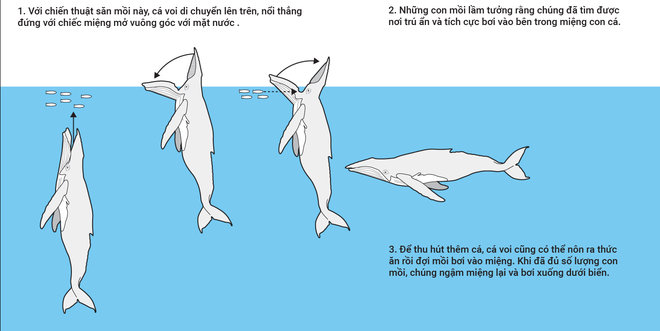 Các nhà khoa học chỉ mô tả hành vi kiếm ăn này sau khi họ phát hiện ra cá voi lưng gù (Megaptera novaeangliae) và cá voi Bryde (Balaenoptera brydei) đang chờ đợi với cái miệng mở rộng trong tư thế thẳng đứng, bất động trên mặt nước.