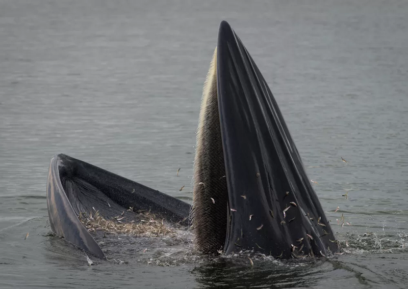 Các nhà sinh học biển, khảo cổ học, văn học thời trung cổ và các chuyên gia ngôn ngữ đã hợp tác để điều tra những điểm tương đồng giữa hành vi của thủy quái "hafgufa" thời trung cổ trong các bản thảo của người Bắc Âu cổ, và chiến lược kiếm ăn của loài cá voi này.