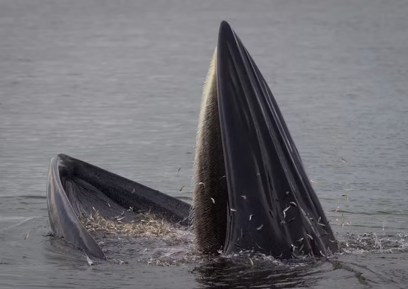 Các nhà sinh học biển, khảo cổ học, văn học thời trung cổ và các chuyên gia ngôn ngữ đã hợp tác để điều tra những điểm tương đồng giữa hành vi của thủy quái "hafgufa" thời trung cổ trong các bản thảo của người Bắc Âu cổ, và chiến lược kiếm ăn của loài cá voi này.