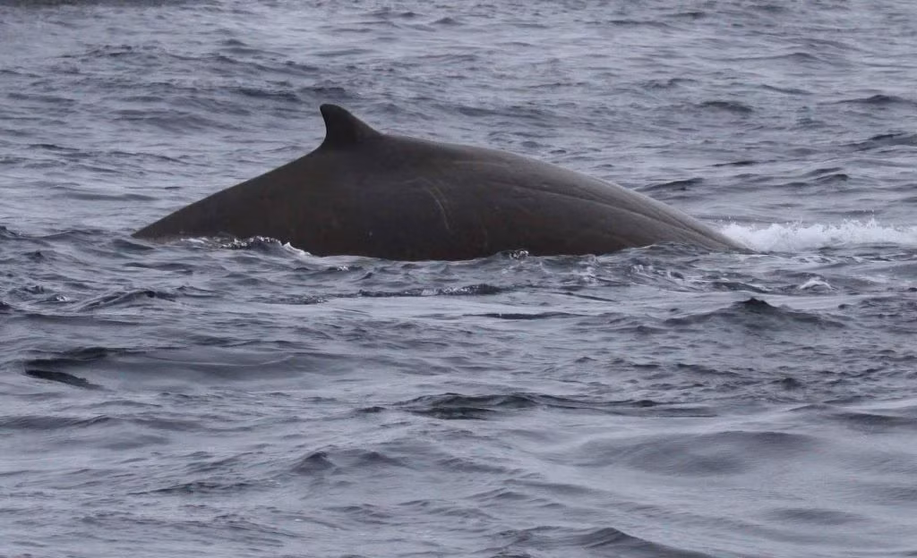 Khi bao gồm cả hai dạ dày chính của nó, một số cá voi có mỏ Baird có tới 13 dạ dày.